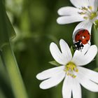 De fleurs en fleurs