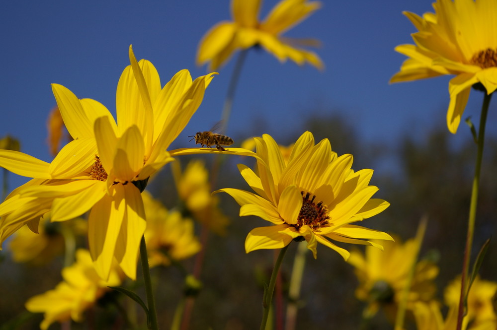 de fleurs en fleurs