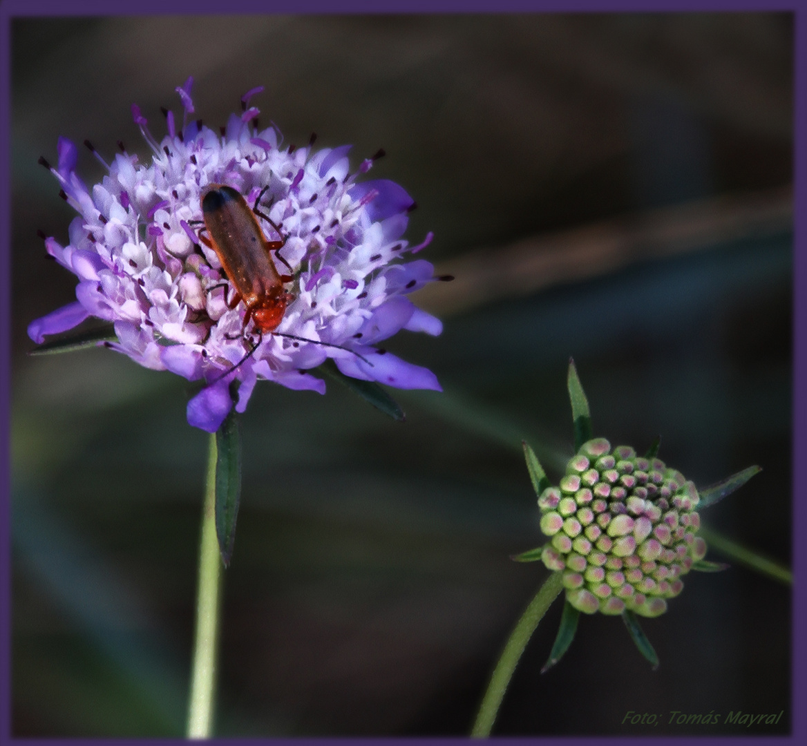 DE FLOR EN FLOR