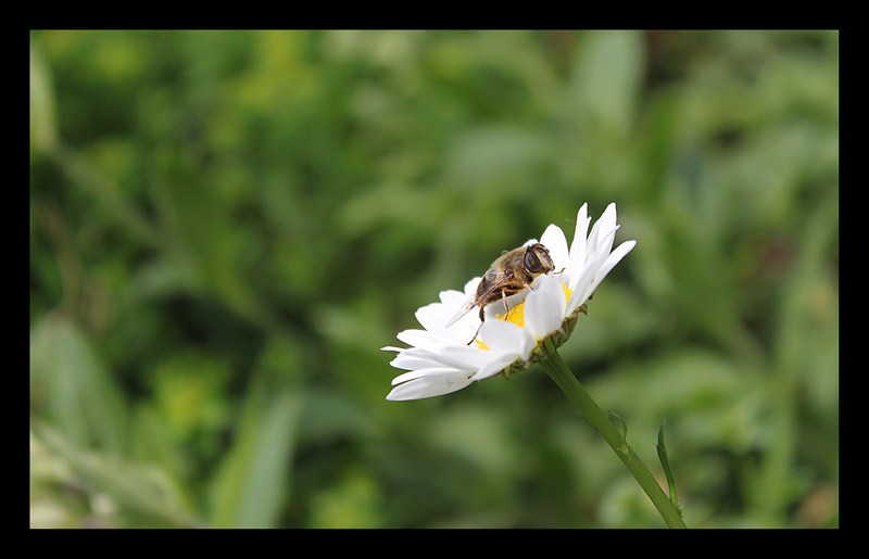 de flor en flor