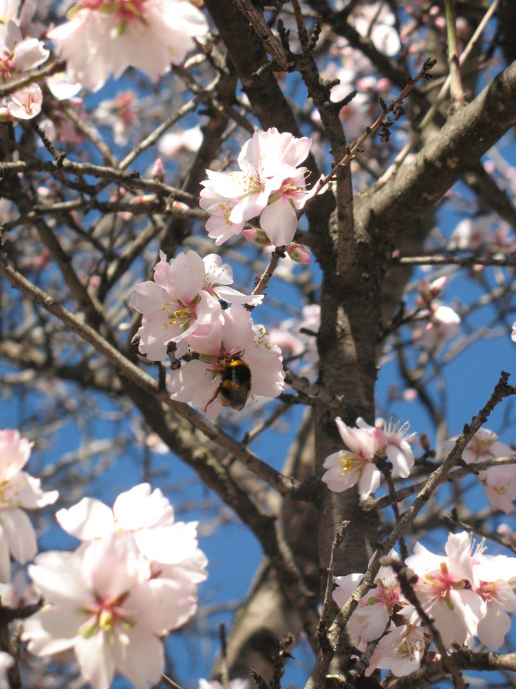 De flor en flor