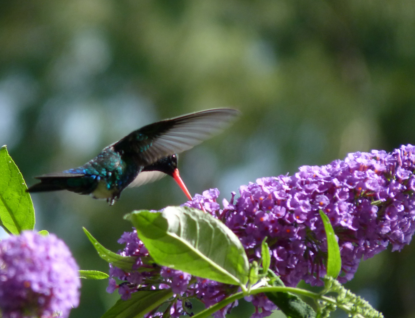 de flor en flor