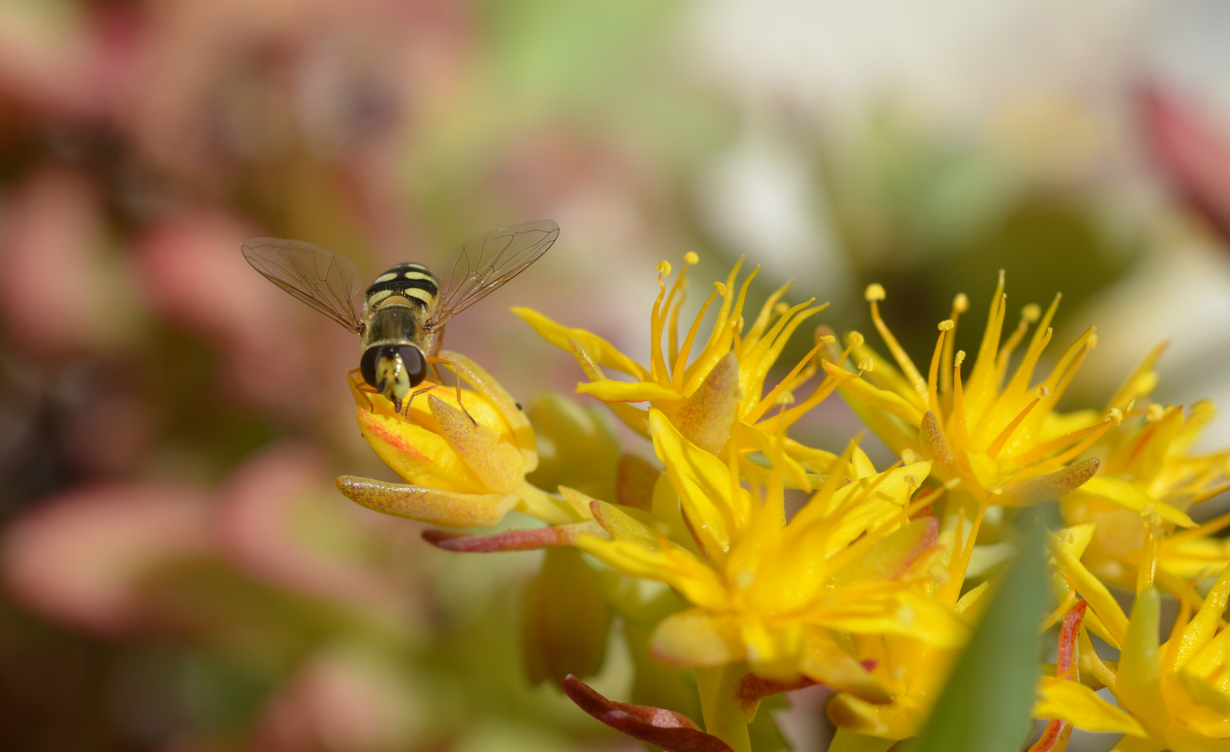 de flor enflor