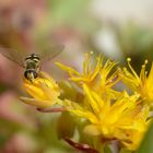 de flor enflor