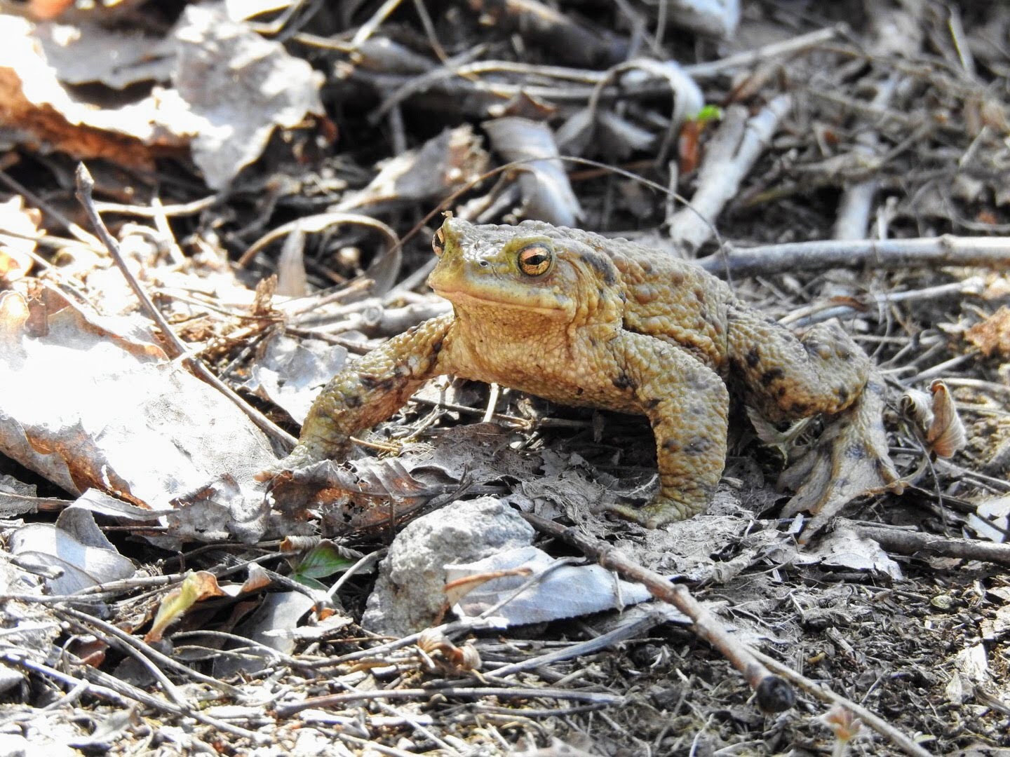 De Froschn