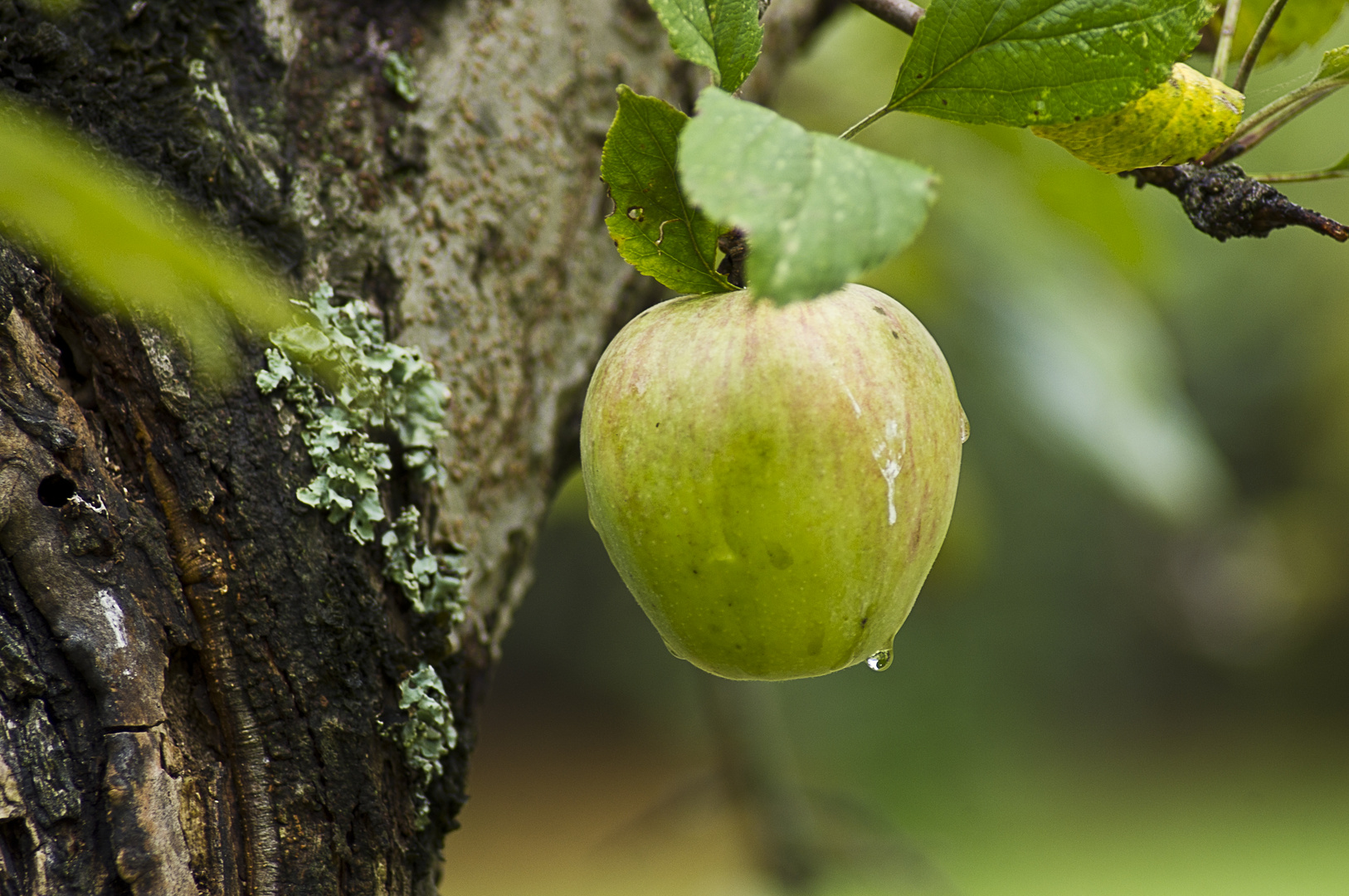 de fruto prohibído a ley de la gravedad