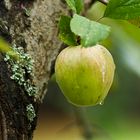 de fruto prohibído a ley de la gravedad