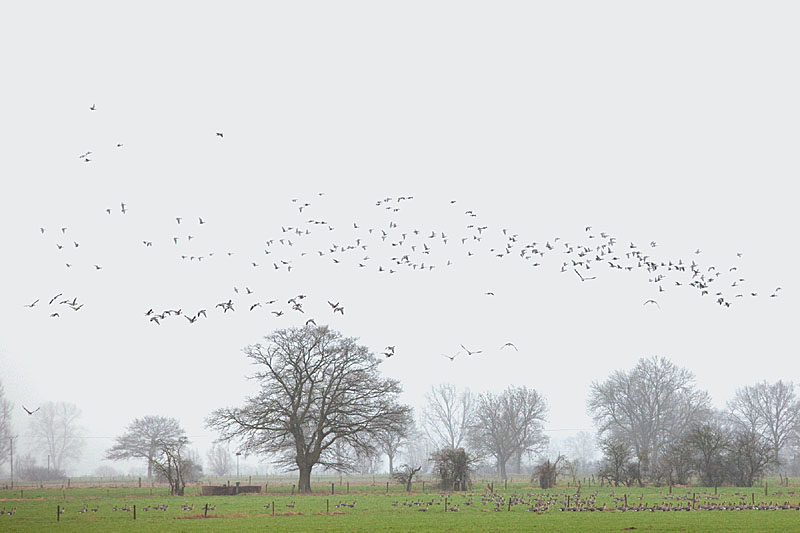 De Gelderse Poort - Naturschutzgebiet Düffel - Wildgänse