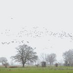 De Gelderse Poort - Naturschutzgebiet Düffel - Wildgänse