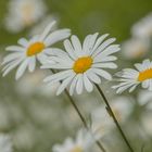 De gewone margriet (Leucanthemum vulgare)