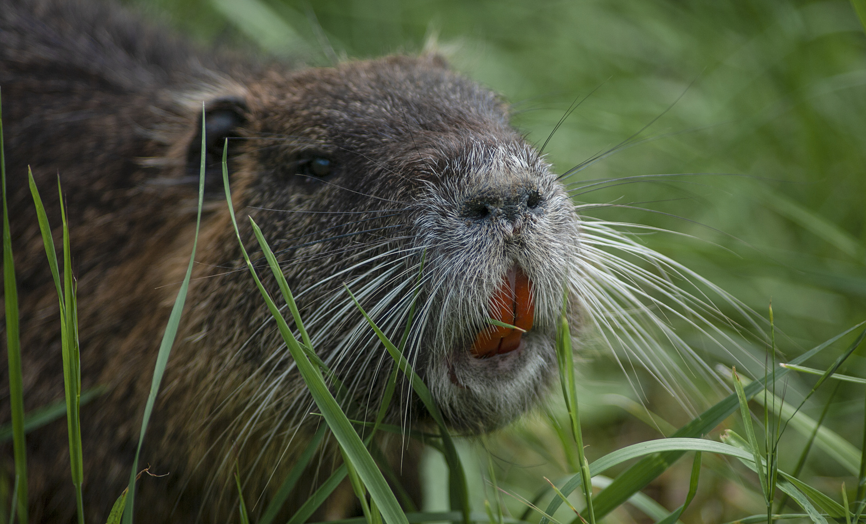 De grandes dents orange vif (Myocastor coypus, ragondin)