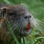 De grandes dents orange vif (Myocastor coypus, ragondin)