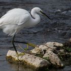 De grands pieds jaune vert (Egretta garzetta, aigrette garzette)