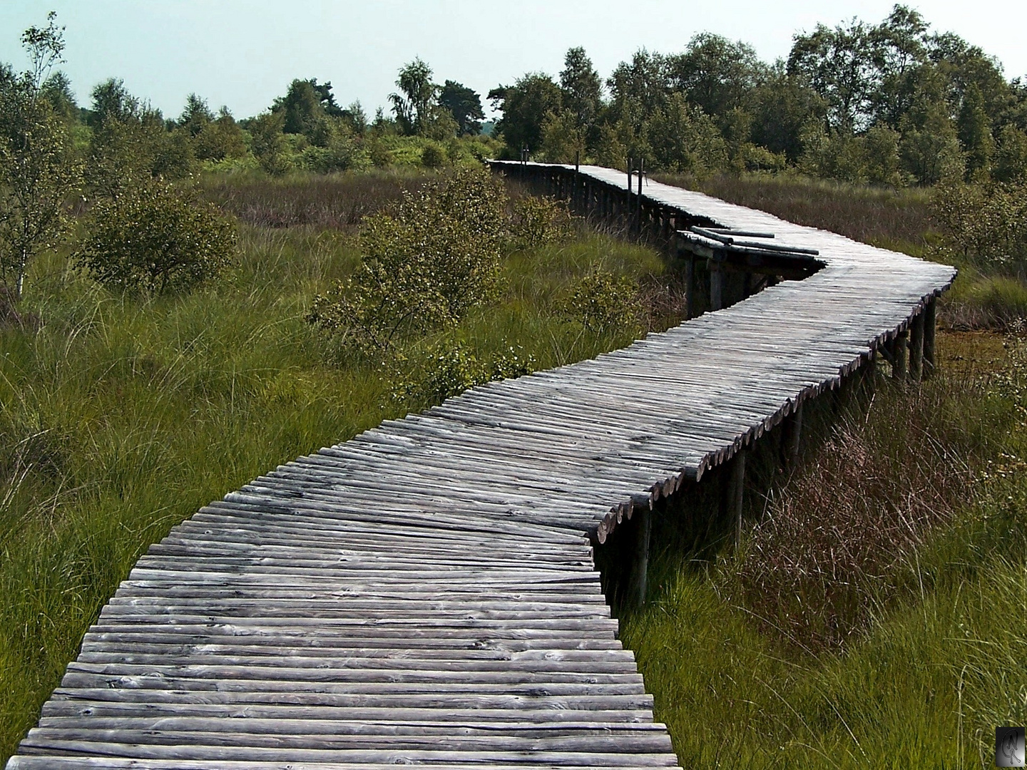 De groote Peel,NL