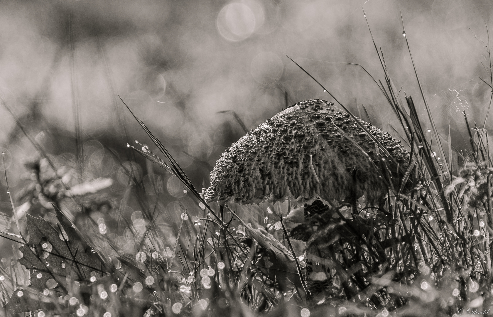 De grote parasolzwam (Macrolepiota procera)