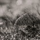 De grote parasolzwam (Macrolepiota procera)