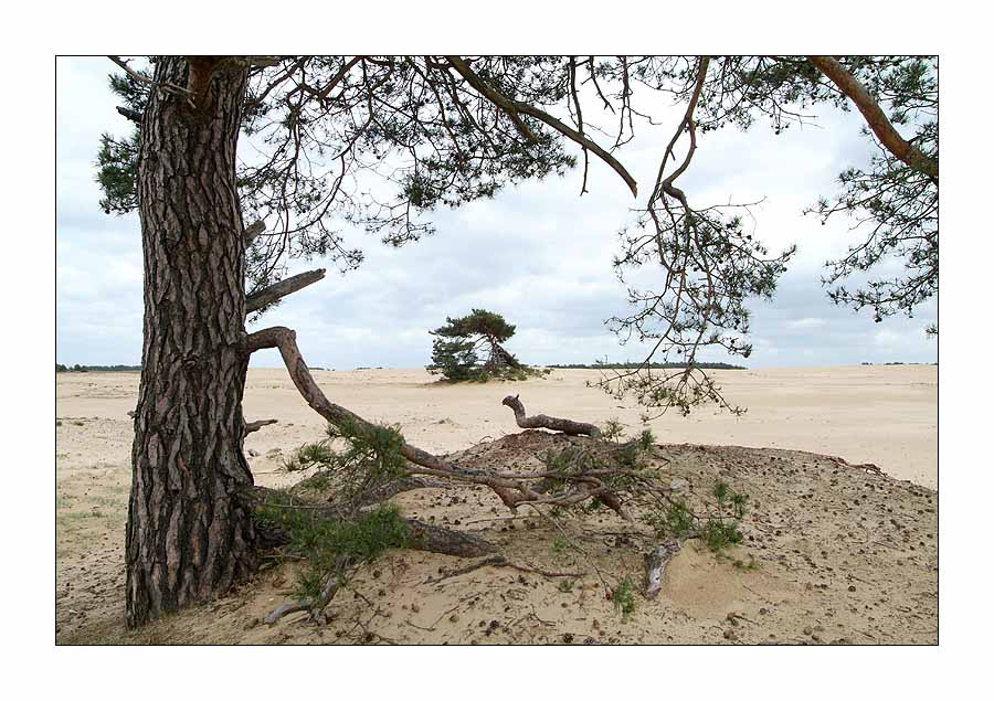 De Hoge Veluwe 01