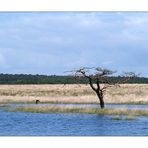 De Hoge Veluwe 02