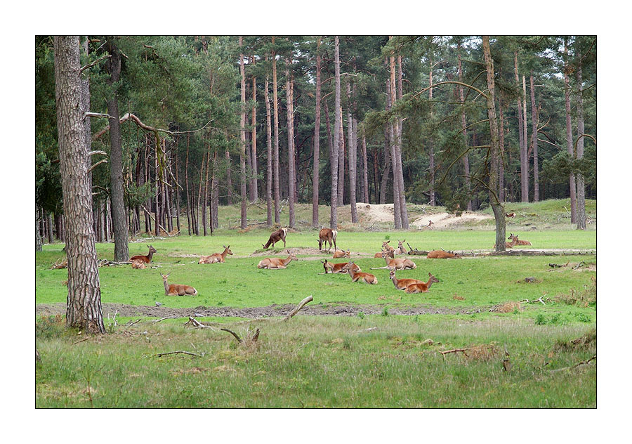 De Hoge Veluwe 05