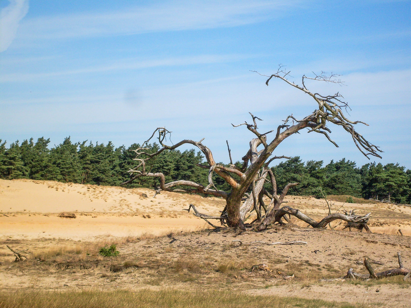 de Hoge Veluwe