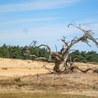 de Hoge Veluwe