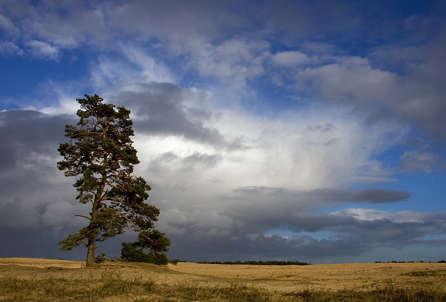 De Hoge Veluwe