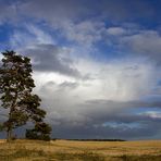 De Hoge Veluwe