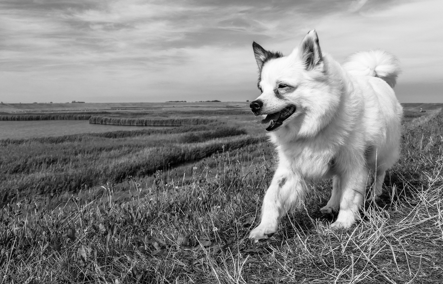 De hond van de dijkgraaf