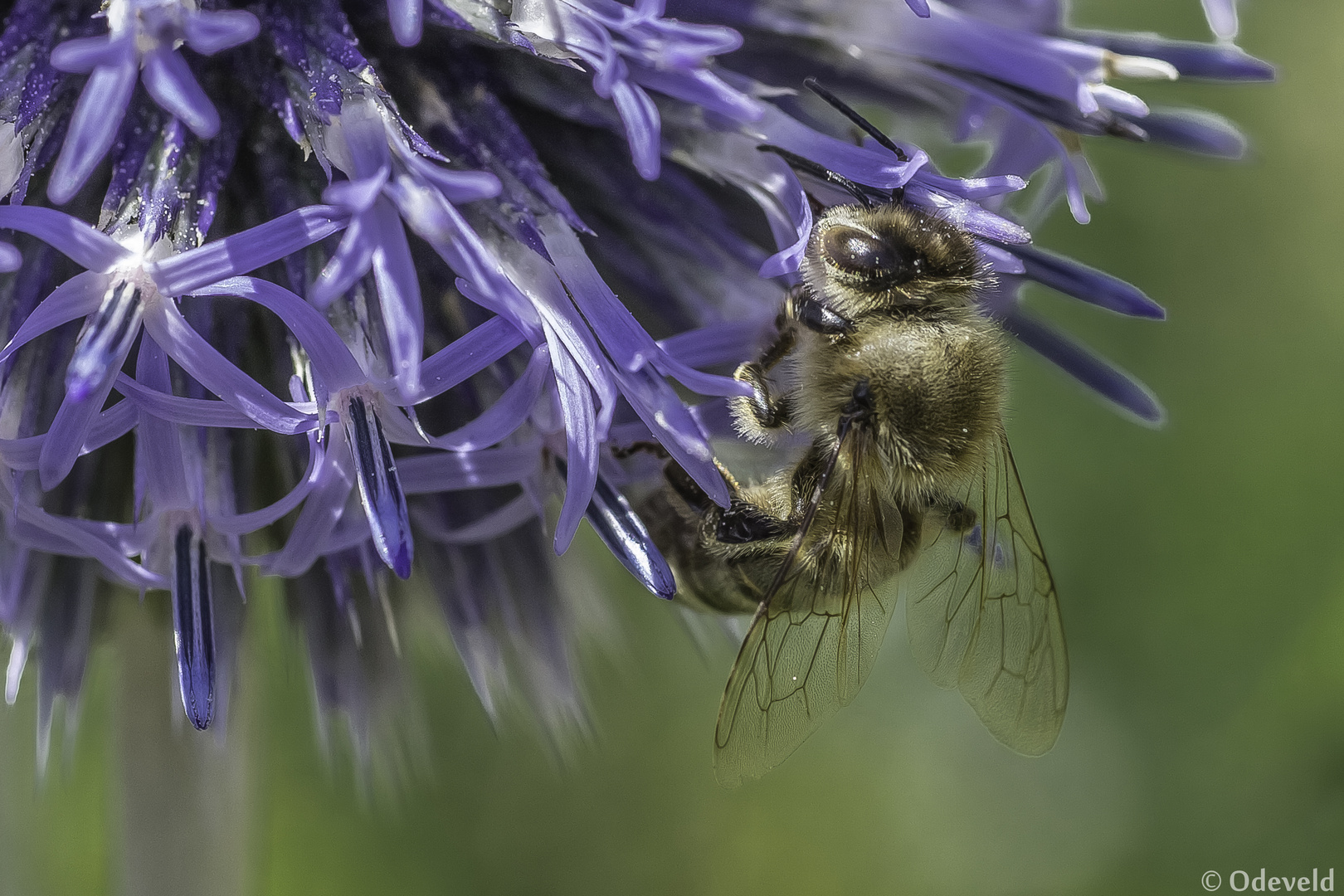 De honingbij (Apis mellifera).