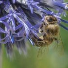 De honingbij (Apis mellifera).