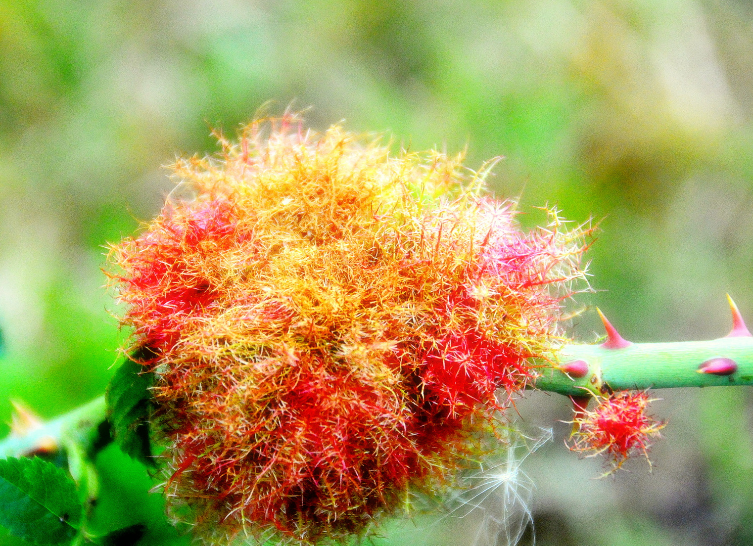 de jolies couleurs sur le bord du chemin