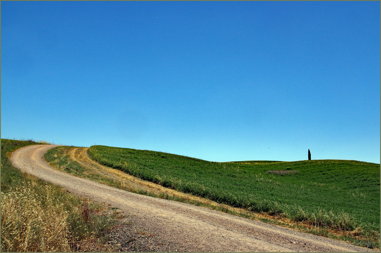 de    jolis cyprès  solitaires.....jalonnent la campagne toscane 