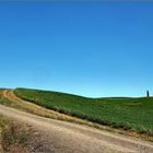 de    jolis cyprès  solitaires.....jalonnent la campagne toscane 