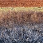 De l 'ombre givrée au soleil des terres labourées 