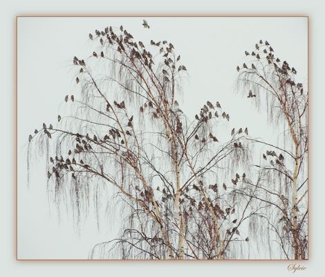 De la belle visite chez le voisin