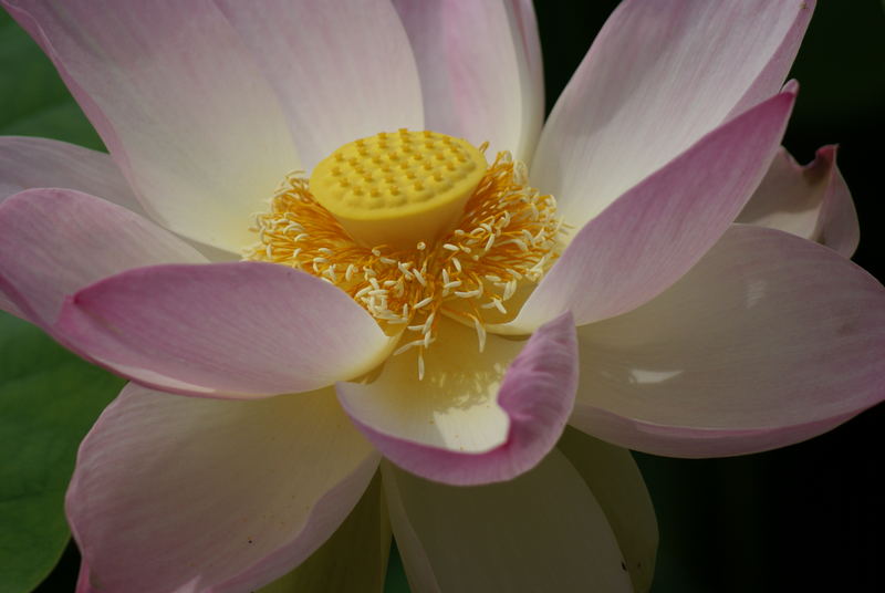 de la boue nait la pureté : fleur de lotus