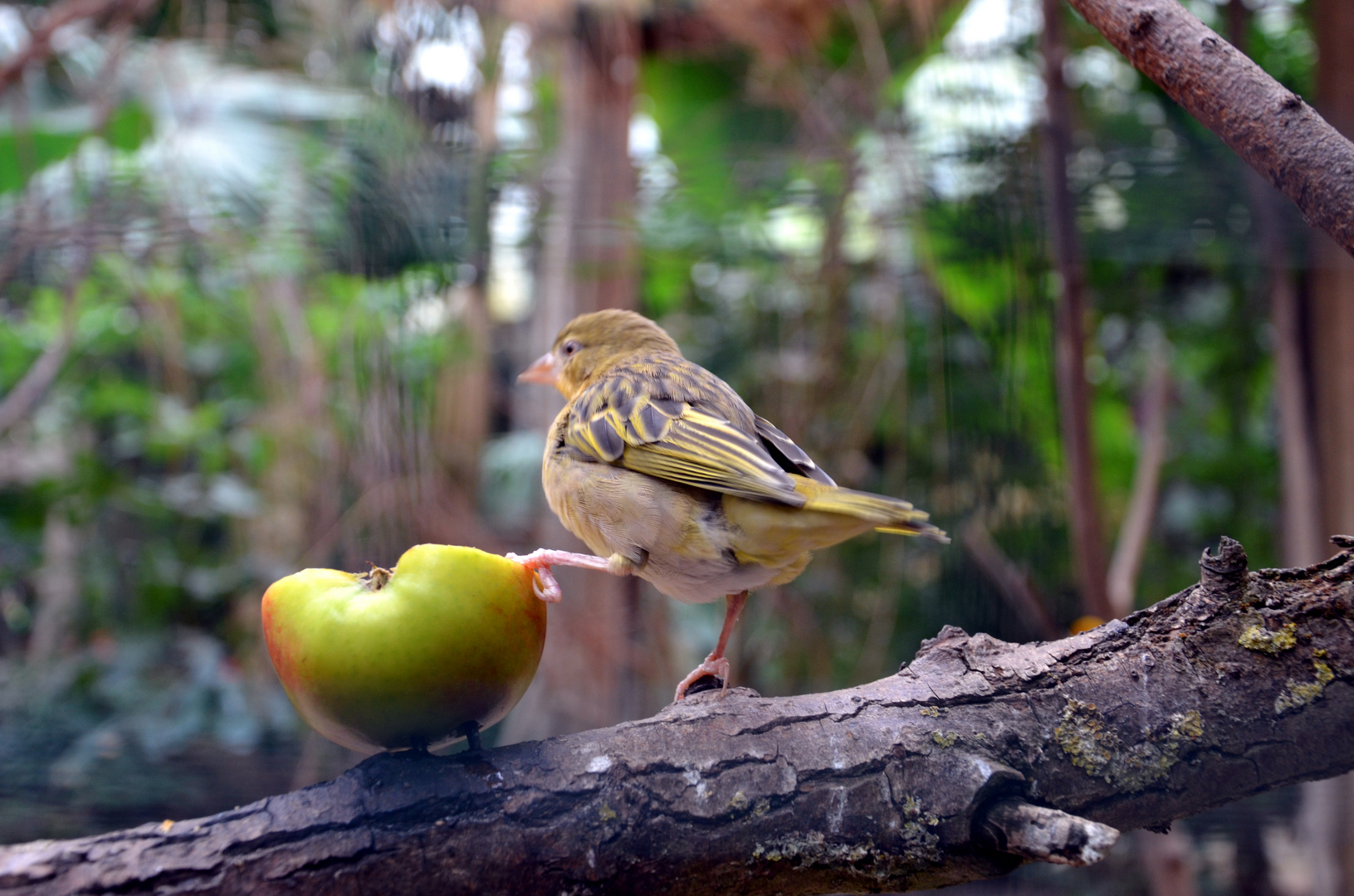 de la famille des serins