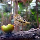 de la famille des serins