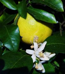 de la fleur au fruit