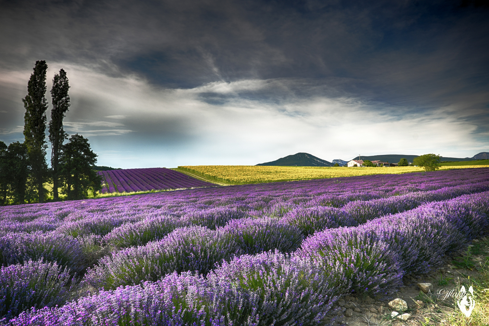 de la lavande aux tournesols