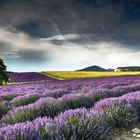 de la lavande aux tournesols