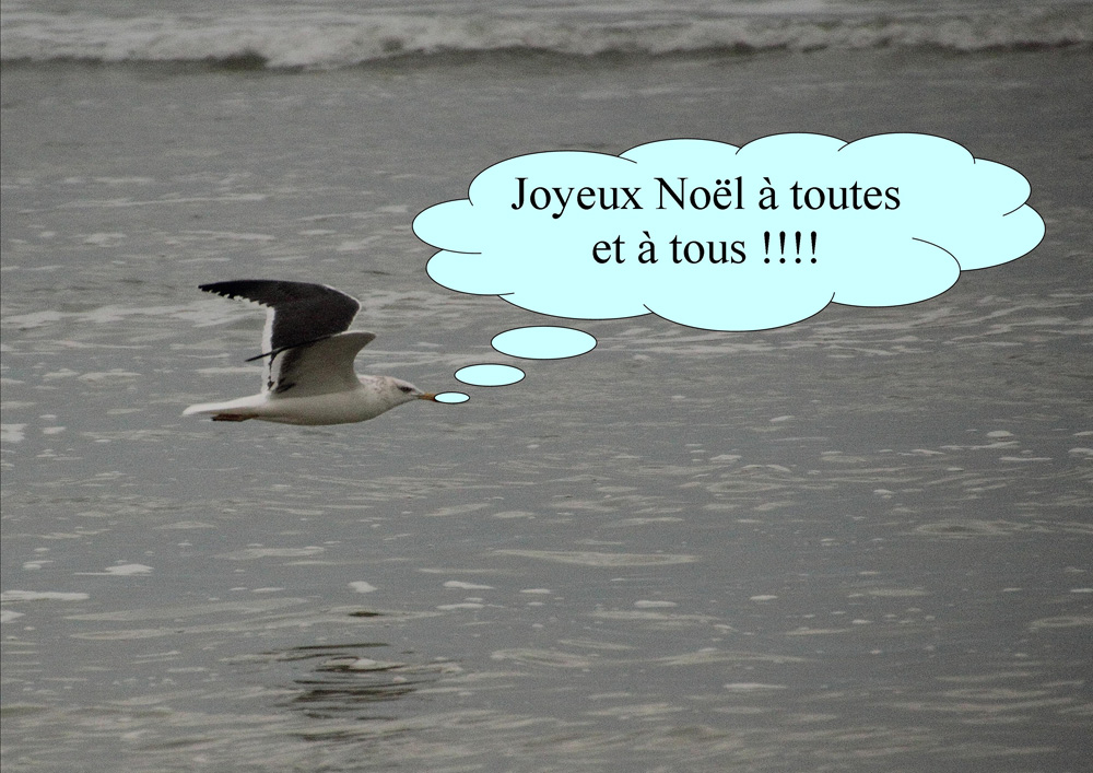 de la part de la mouette !!!!!!!!!!!!!