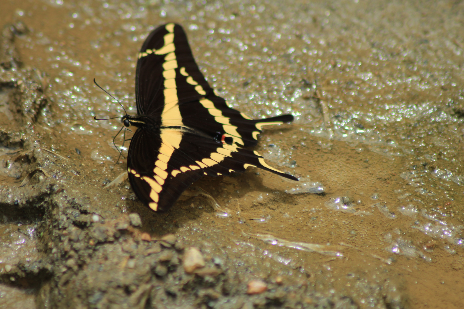 De la serie como pequeñas hadas en el bosque, o solo mariposas 1 