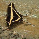 De la serie como pequeñas hadas en el bosque, o solo mariposas 1 