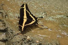 De la serie como pequeñas hadas en el bosque, o solo mariposas 1 