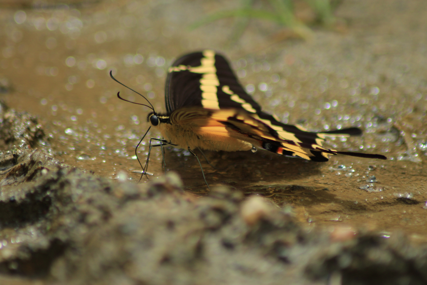 De la serie como pequeñas hadas en el bosque, o solo mariposas 2