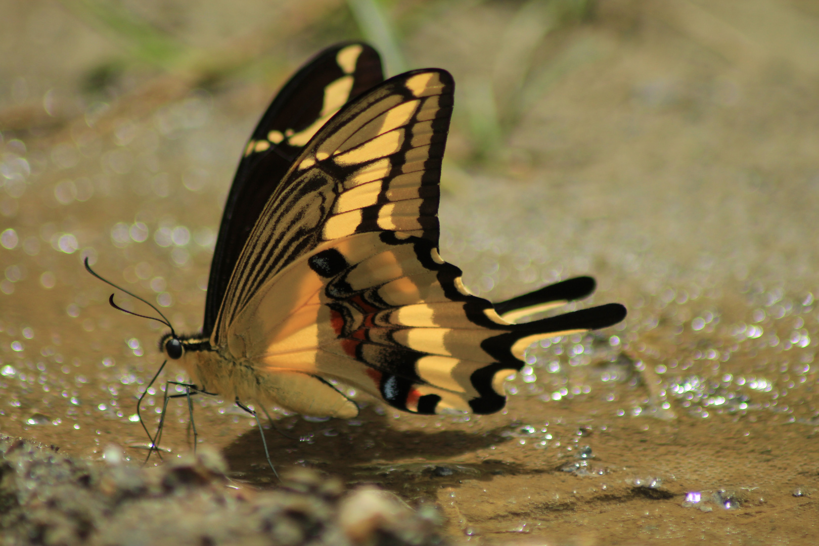 De la serie como pequeñas hadas en el bosque, o solo mariposas 3