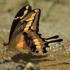 De la serie como pequeñas hadas en el bosque, o solo mariposas 3