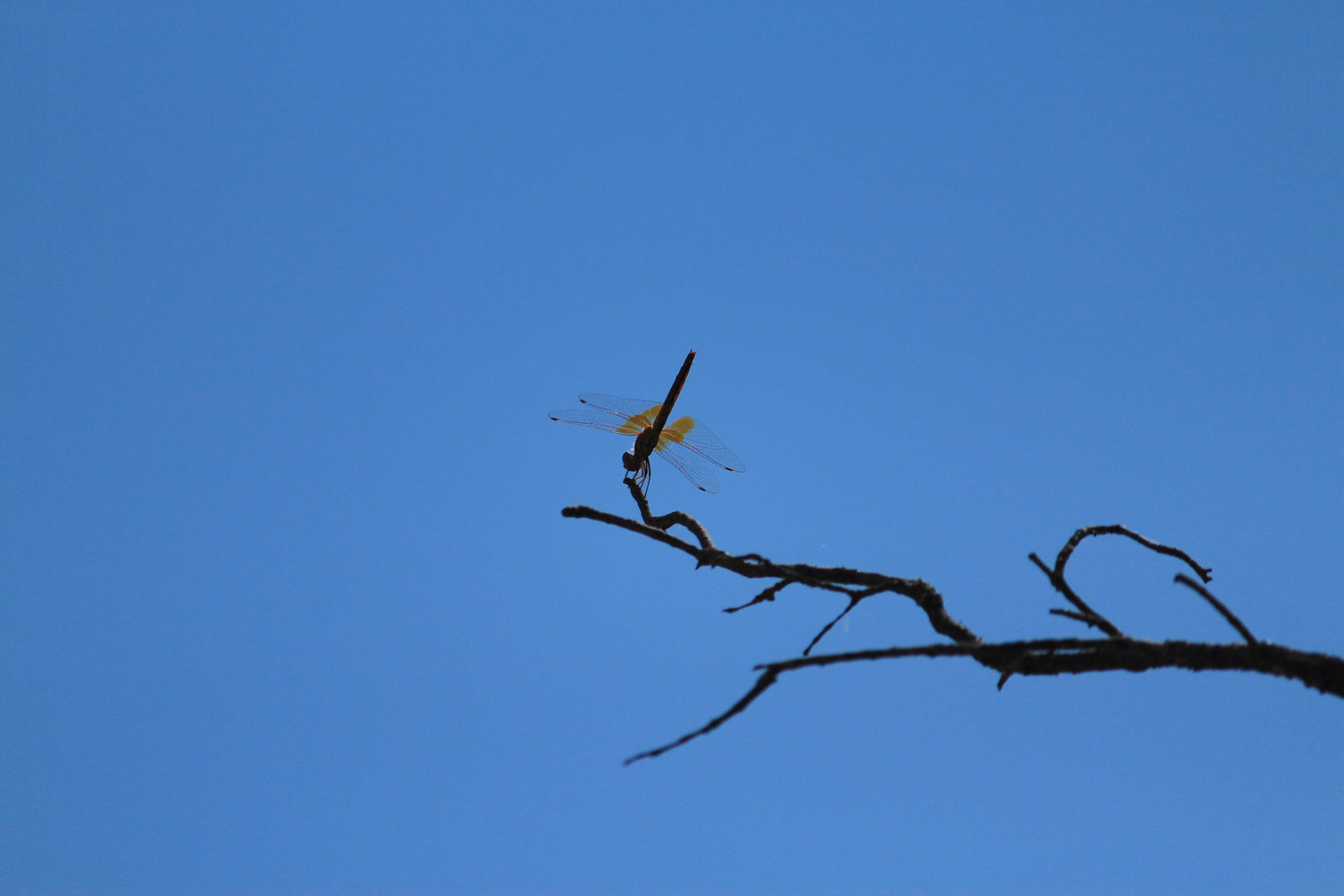 De la serie Hadas en el cielo azul 1