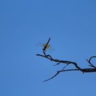 De la serie Hadas en el cielo azul 1